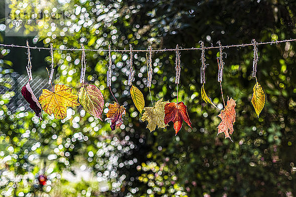 Deutschland,  Bayern,  Landshut,  Verschiedenfarbige Herbstblätter an der Wäscheleine hängend