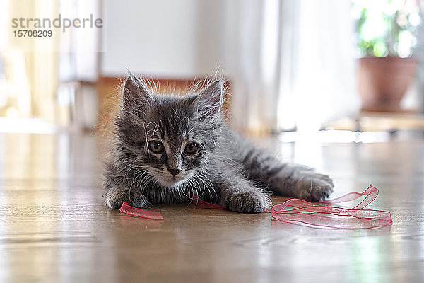 Porträt eines niedlichen flauschigen Kätzchens,  das mit einem Band auf dem Boden spielt