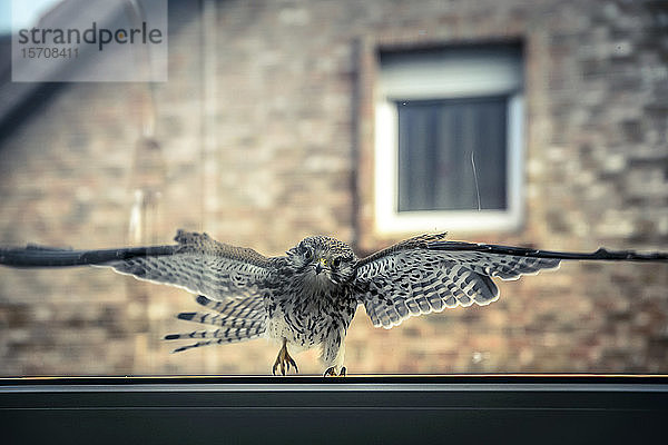 Deutschland,  Nordrhein-Westfalen,  Grevenbroich,  Turmfalke (Falco tinnunculus) fliegt auf saubere transparente Fensterscheibe zu