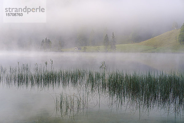 Deutschland,  Bayern,  Mittenwald,  Schilf wächst am Ufer des Ferchensees mit dichtem Nebel im Hintergrund