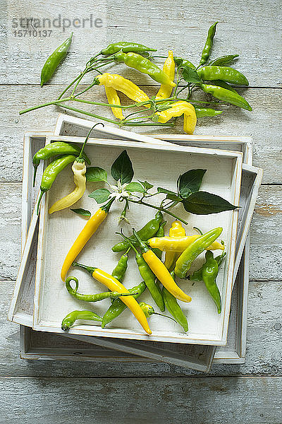 Draufsicht auf gelbe und grüne Chilischoten (Capsicum) mit Blättern und Blüten auf rustikalem Holzgrund