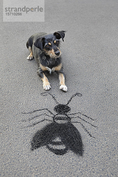 Porträt eines Mischlings auf Asphalt liegend vor gezogenem übergrossen Insekt