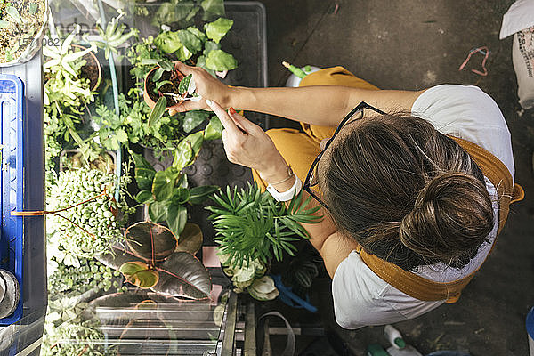 Draufsicht einer jungen Frau,  die in einem Gartengeschäft Pflanzen pflegt