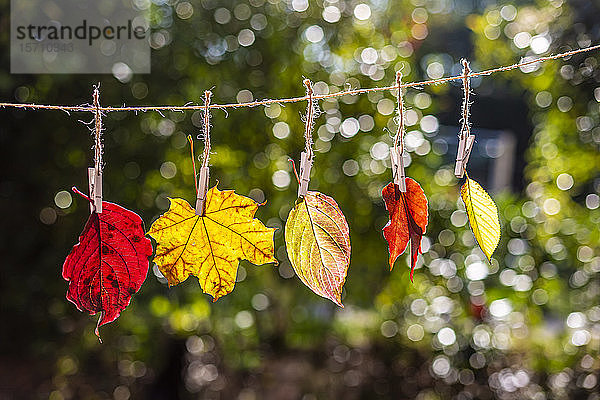 Deutschland,  Bayern,  Landshut,  Verschiedenfarbige Herbstblätter an der Wäscheleine hängend