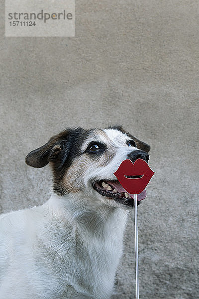 Porträt eines Mischlings mit roten Lippen