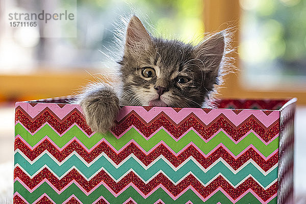 Porträt eines süßen,  flauschigen Kätzchens,  das im Kasten sitzt