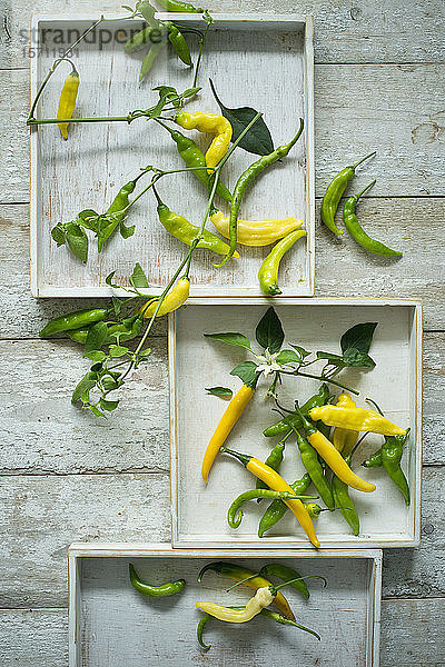 Draufsicht auf gelbe und grüne Chilischoten (Capsicum) mit Blättern und Blüten auf rustikalem Holzgrund