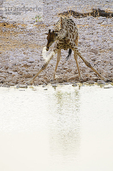 Namibia,  Giraffe trinkt aus Wasserloch im Okaukuejo-Camp