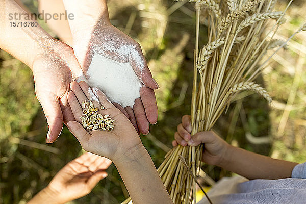 Kinderhände halten Weizenkörner