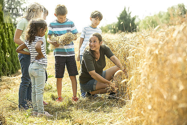 Kinder untersuchen Weizenfeld mit ihrem Lehrer