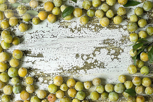 Draufsicht von Greengages (Prunus domestika subsp.italica) auf Holz