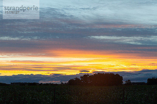 Blick auf ein Maisfeld bei Sonnenuntergang