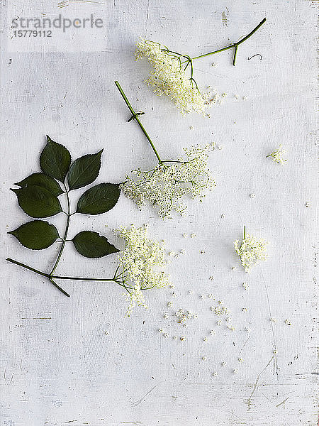 Holunderblüten auf weißem Hintergrund