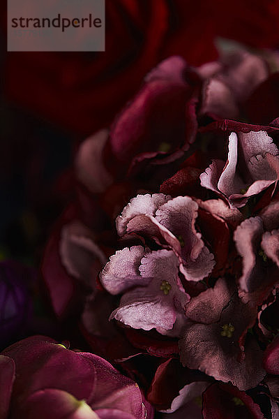 Hortensien und andere rote Blumen