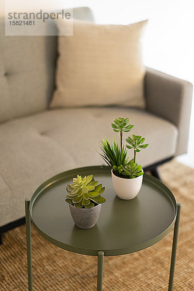 Topfpflanzen auf dem Tisch im Wohnzimmer