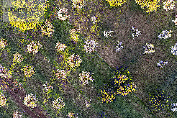 Spanien,  Balearen,  Mancor de la Vall,  Luftaufnahme von Mandelbäumen im Frühlingsobstgarten