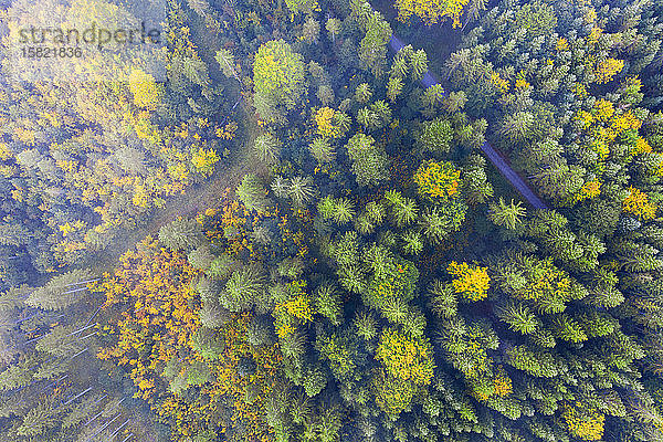 Deutschland,  Bayern,  Krun,  Drohnenansicht des Nebels über dem Herbstwald