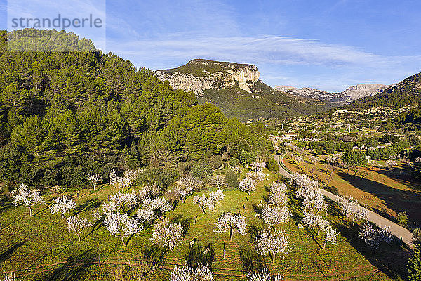 Spanien,  Balearen,  Mancor de la Vall,  Luftaufnahme der Mandelbäume im Frühlingsobstgarten der Serra de Tramuntana