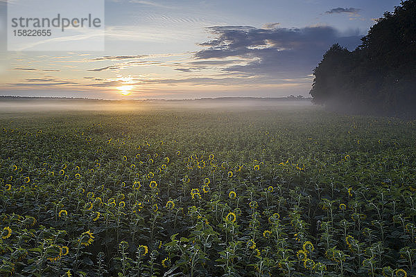 Deutschland,  Brandenburg,  Drohnenansicht eines riesigen Sonnenblumenfeldes bei nebligem Sonnenaufgang