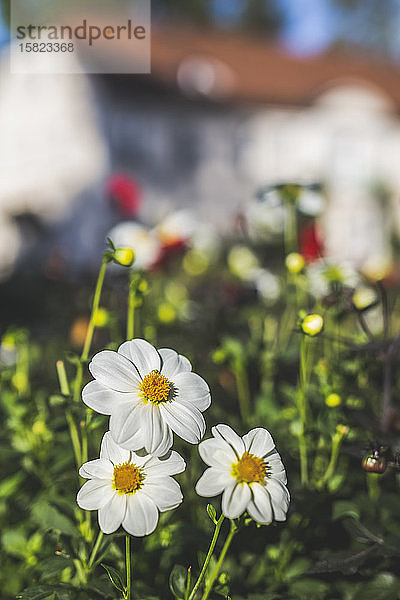 Deutschland,  Weiße Gänseblümchen blühen im Freien