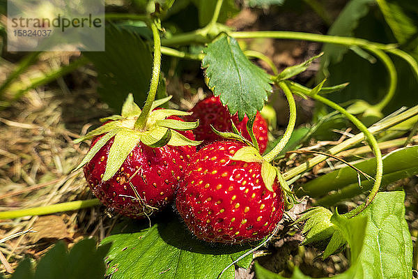 Deutschland,  Reife Erdbeeren im Garten