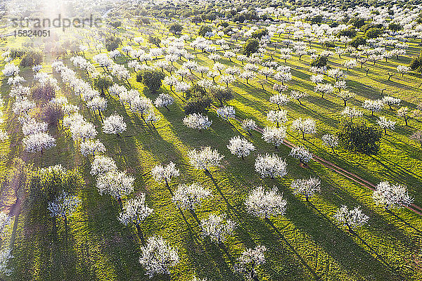 Spanien,  Balearen,  Bunyola,  Luftaufnahme von Mandelbäumen im Frühlingsgarten in der Morgendämmerung