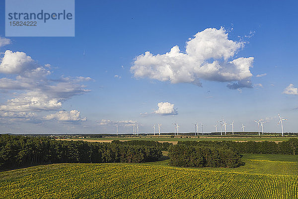 Deutschland,  Brandenburg,  Drohnenansicht eines Sonnenblumenfeldes im Sommer mit Windturbinen im entfernten Hintergrund