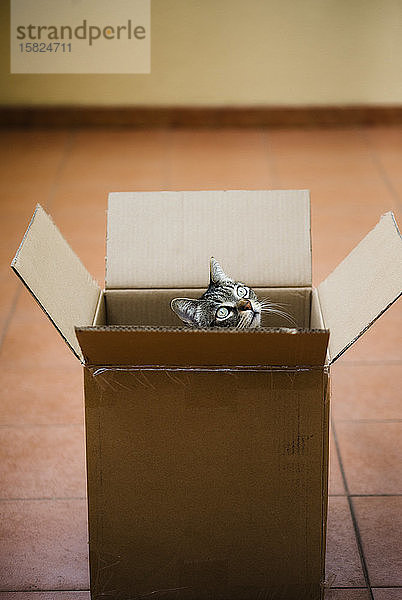 Spanien,  Tabby-Katze,  die aus einem Pappkarton lugt