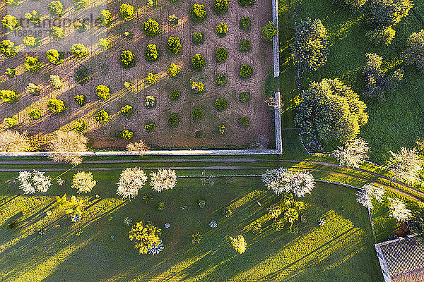 Spanien,  Balearen,  Mancor de la Vall,  Luftaufnahme von Mandelbäumen im Frühlingsobstgarten
