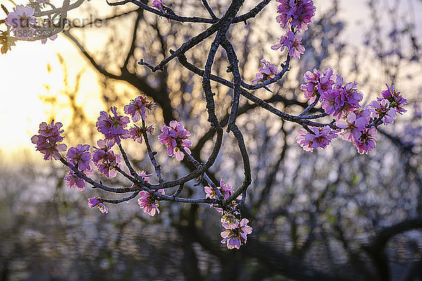 Spanien,  Zweige eines blühenden Mandelbaums (Prunus dulcis) bei Sonnenaufgang