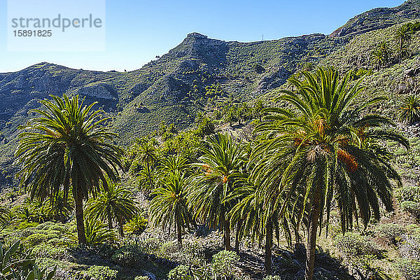 Spanien,  Provinz Santa Cruz de Tenerife,  Dattelpalmen (Phoenix canariensis),  die im grünen Tal der Insel La Gomera wachsen