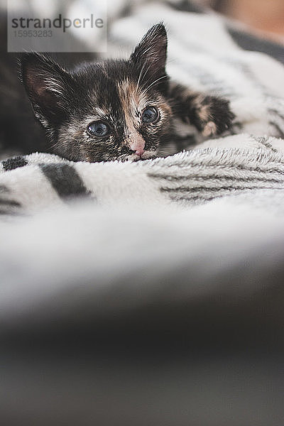 Portugal,  Porträt eines süßen,  auf einer Decke liegenden Kätzchens
