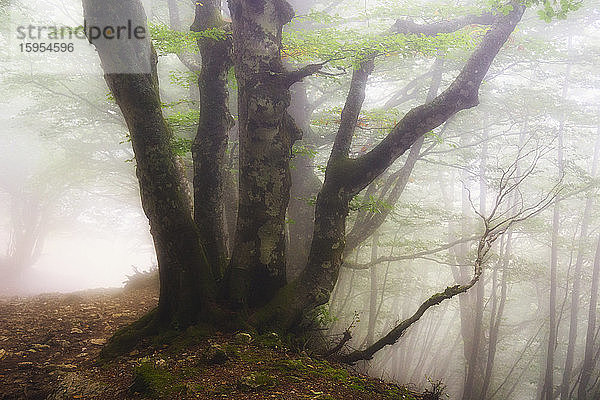 Italien,  Marken,  Herbstwald in dichtem Nebel gehüllt