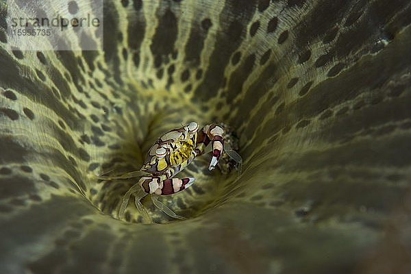 Indonesien,  Unterwasserporträt einer Harlekin-Schwimmkrabbe (Lissocarcinus laevis)