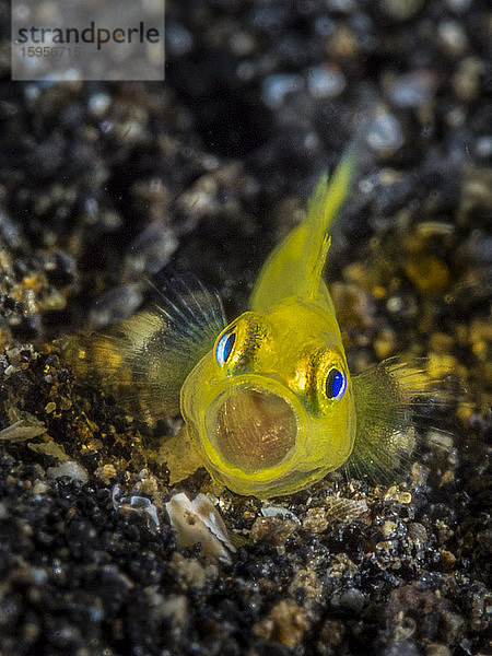 Indonesien,  Unterwasserporträt der gelben Clowngrundel (Gobiodon okinawae)