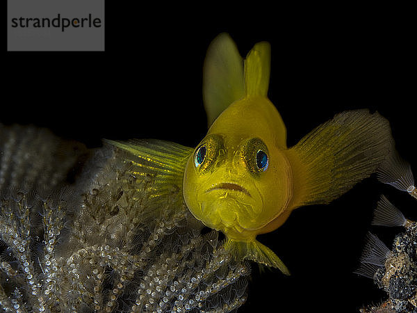 Indonesien,  Unterwasserporträt der gelben Clowngrundel (Gobiodon okinawae)