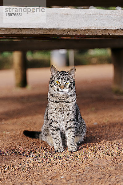 Porträt einer getigerten Katze im Freien