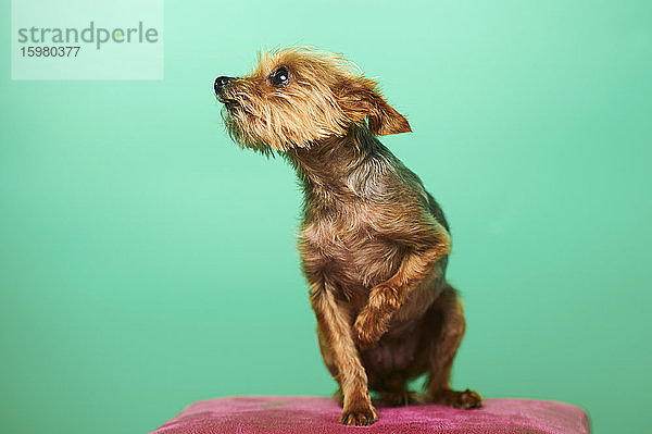 Studio-Porträt eines braunen Yorkshire Terriers
