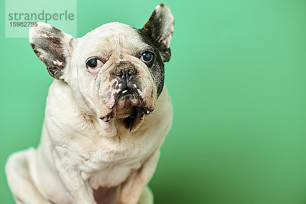 Studio-Porträt einer weißen französischen Bulldogge