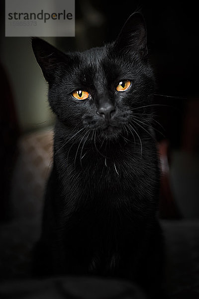 Porträt einer schwarzen Hauskatze