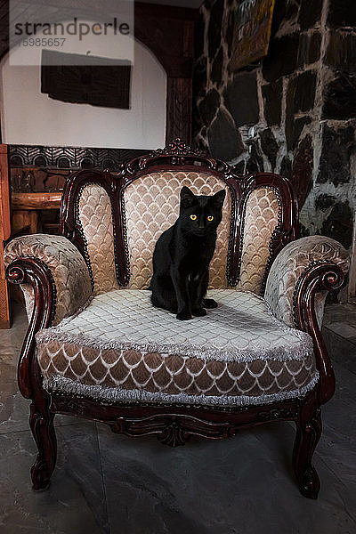 Porträt eines schwarzen Kätzchens auf einem alten Sessel