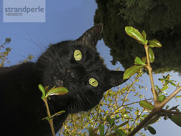 Porträt neugierige schwarze Katze von unten