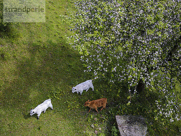 Dänemark,  Bornholm,  Drei Kühe auf einem Feld