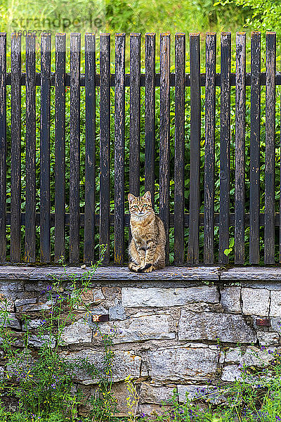 Getigerte Katze sitzt auf Steinmauer