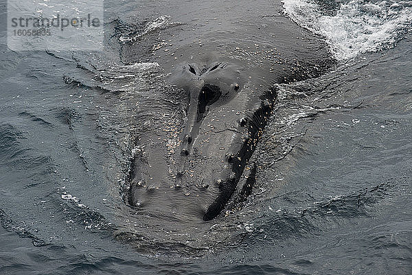 Kopf eines Buckelwals (Megaptera novaeangliae),  der nahe der Oberfläche schwimmt