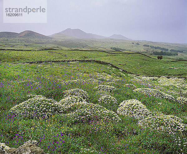 Spanien,  Kanarische Inseln,  El Hierro,  La Dehesa,  Blick auf eine Blume im Frühling