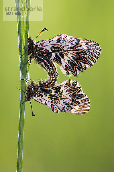Seltsame Schmetterlinge beim Kopulieren