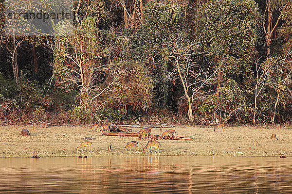 Indien,  Südindien,  Karnataka, Gruppe von gefleckten Hirschen im Nationalpark