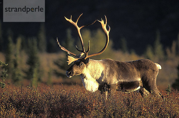 carribu,  Rentier (Rangifer tarandus caribou),  Tundra
