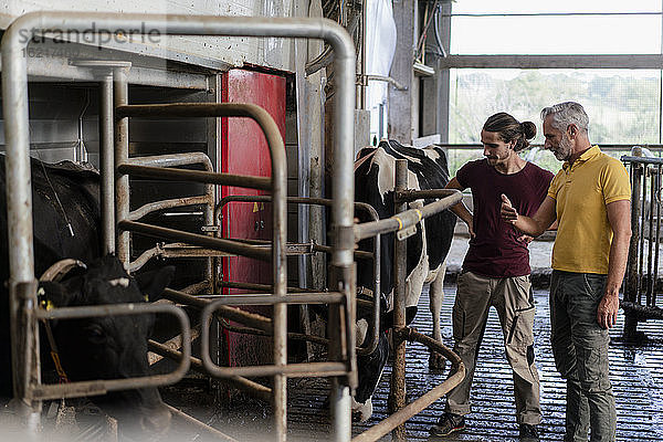 Älterer Bauer im Gespräch mit seinem erwachsenen Sohn im Kuhstall auf einem Bauernhof